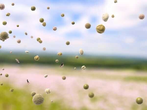 【2026年最新】車の花粉シミを「科学」で制す。雨上がりの固着を防ぐ「足軽加工」と抗酸化防衛論サムネイル