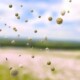 【2026年最新】車の花粉シミを「科学」で制す。雨上がりの固着を防ぐ「足軽加工」と抗酸化防衛論サムネイル