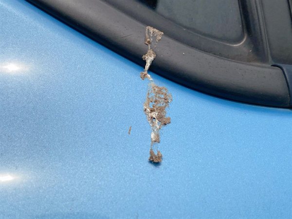 青いボディに付いた鳥のフン