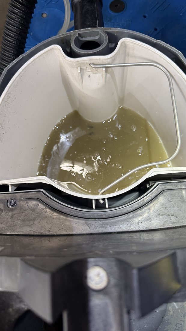 カーペットを洗って吸い取った水。黄色っぽくにごっている